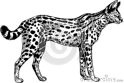 Vector serval wild cats illustration Vector Illustration