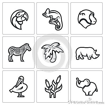 Vector Set of Africa Animals Icons. Parrot, Chameleon, Monkey, Zebra, Palm, Rhinoceros, Pelican, Reed, Elephant. Vector Illustration