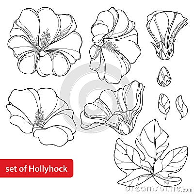 Vector set with Alcea rosea or Hollyhock flower Vector Illustration