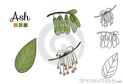 Vector set of ash tree elements isolated on white background Vector Illustration