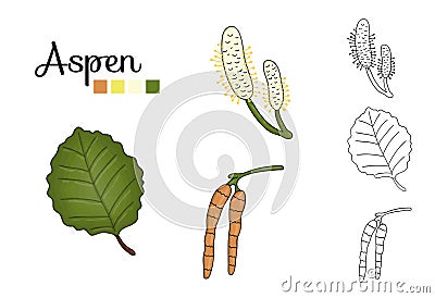 Vector set of aspen tree elements isolated on white background Vector Illustration