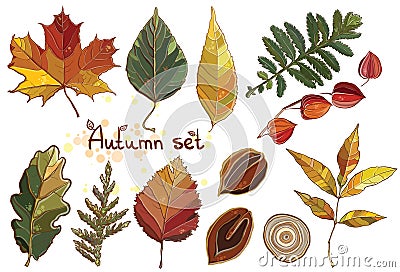 Vector set with autumn set leaves, nuts, tree. Vector Illustration