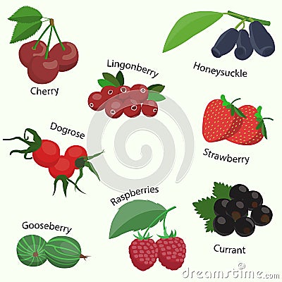 Vector set of berries Vector Illustration