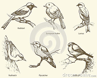 Vector set of birds: Bullfinch, Redstart, Nuthatch, Flycatcher, Vector Illustration