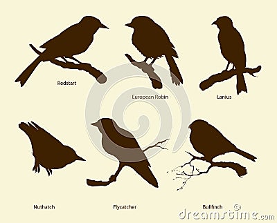 Vector set of birds: Bullfinch, Redstart, Nuthatch, Flycatcher, Vector Illustration