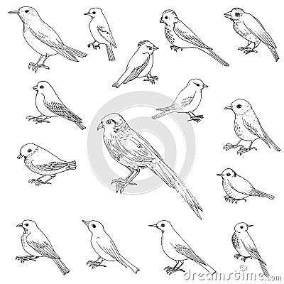 Vector set of birds Vector Illustration