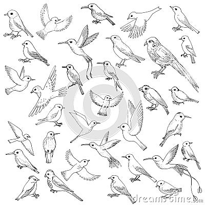 Vector set of birds Vector Illustration