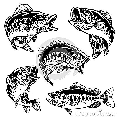 Set of black and white of largemouth bass fish Vector Illustration