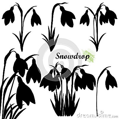 Vector set of bouquet silhouettes of Snowdrop or Galanthus flowers and leaf in black isolated on white background. Vector Illustration