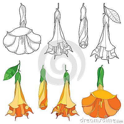 Vector set with Brugmansia arborea or Angels Trumpets outline flower and bud in orange and black isolated on white background. Vector Illustration