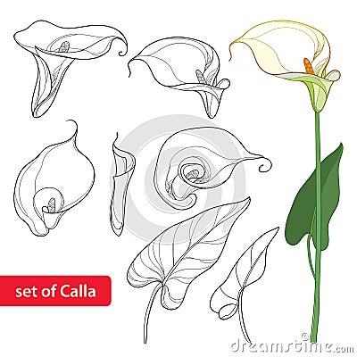 Vector set with Calla lily flower or Zantedeschia, bud and leaves in black isolated on white background. Contour floral elements. Vector Illustration