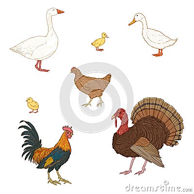 Vector Set of Cartoon Poultry Vector Illustration