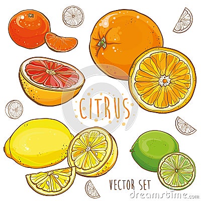 Vector set with citrus fruit: lemon, lime, orange, tangerine Vector Illustration