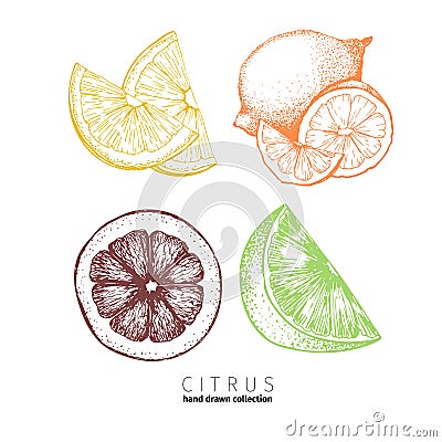 Vector set of citrus fruits. Orange, lemon, lime and bloody orange slices. Vector Illustration