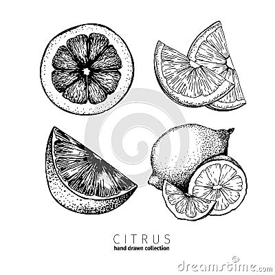 Vector set of citrus fruits. Orange, lemon, lime and bloody orange slices. Vector Illustration