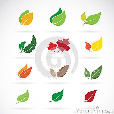 Vector set of color autumn fallen leaves on white background. Ea Vector Illustration