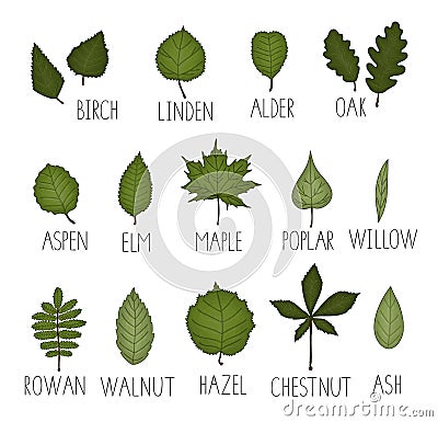 Vector set of colored green leaf Vector Illustration