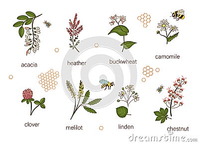 Vector set of colored wild flowers Vector Illustration