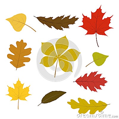 Vector set of colorful autumn leaves for your autumn design. Isolated on white background. Vector Illustration