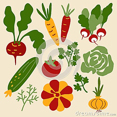 Vector set of colorful illustrations of vegetables on an isolated background. Vector Illustration