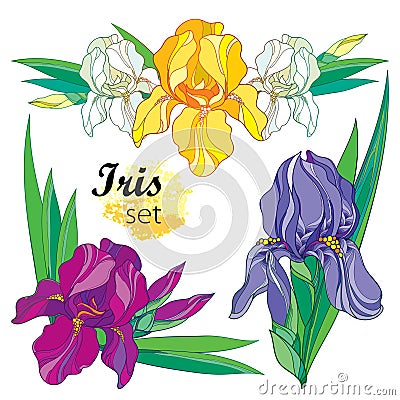 Vector set of composition with outline Iris flower in yellow, purple, lilac and pastel white, bud and ornate leaves isolated. Vector Illustration