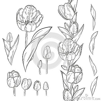 Vector set of contour tulip elements. Seamless brush for floral Vector Illustration