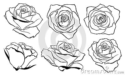 Vector set of detailed, isolated outline Rose bud sketches in black color. Vector Illustration