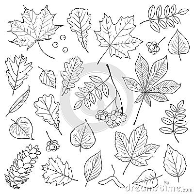 Vector set of different, , detailed outline tree leaves, bunch of Rowan and pine cone on white background. Vector Illustration