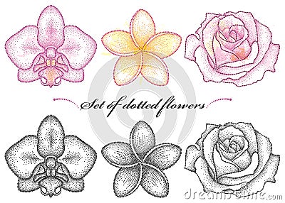 Vector set with dotted flower of Orchid, Plumeria or Frangipani and Rose in black and in color isolated on white background. Vector Illustration