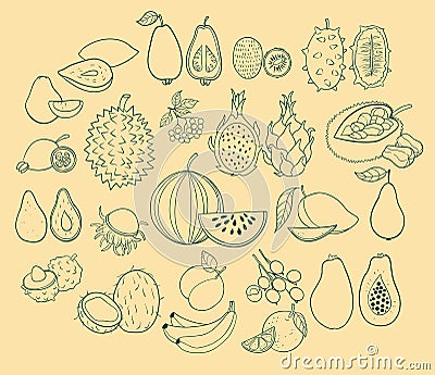 Vector set of exotic fruits Vector Illustration