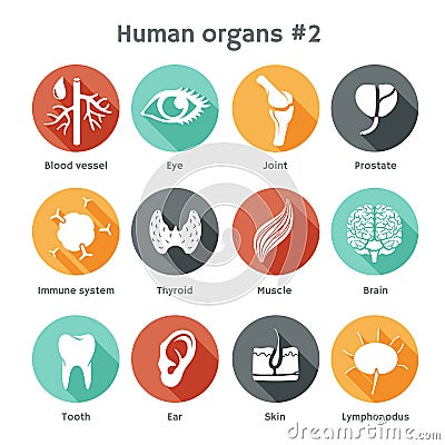 Vector set of flat icons with human organs Vector Illustration