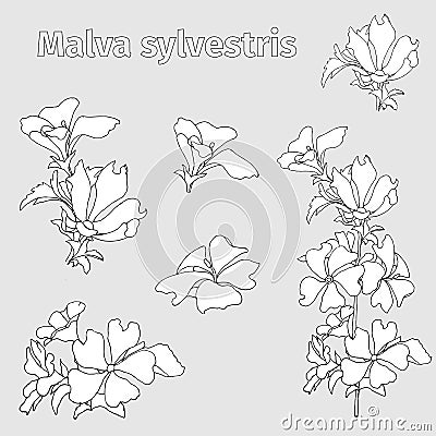 Vector set of flowers. Black and white contour flowers Malva sylvestris are drawn in ink on a white background. Sketch for Vector Illustration