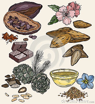 Vector set of food and cosmetic care ingredients. Products for the production of natural oils Vector Illustration