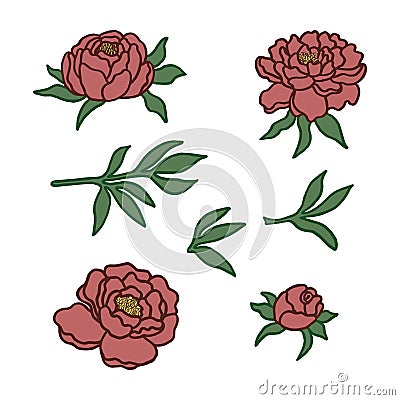 Vector set of fragments of a bouquet of peonies Vector Illustration