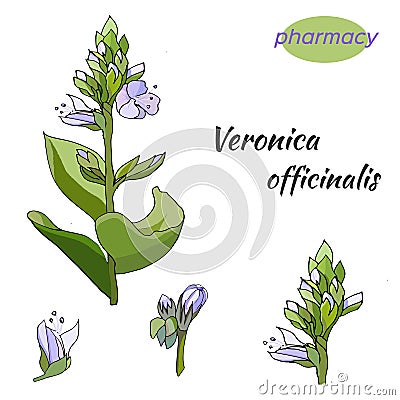 Vector set of gentle flowers on a white background. The medicinal plant of VerÃ³nica officinalis is drawn in ink for decoration Vector Illustration