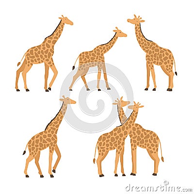 vector set of giraffes in different poses Vector Illustration