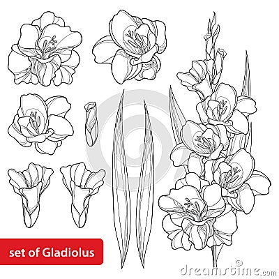 Vector set with Gladiolus or sword lily flower, bunch, bud and leaf in black isolated on white background. Floral elements. Vector Illustration