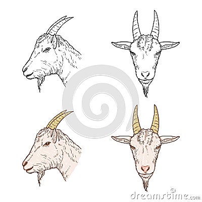 Vector Set of Goat Heads Vector Illustration