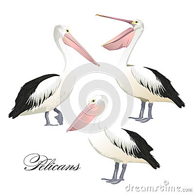 Vector set with graceful pelicans. Vector Illustration