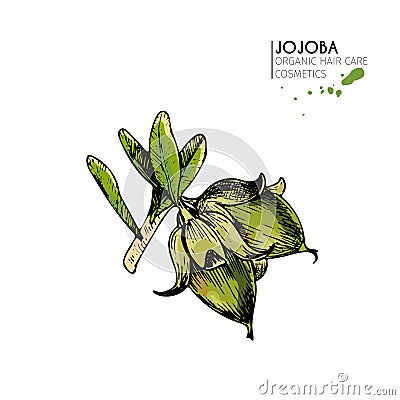 Vector set of hair care ingredients. Organic hand drawn colored elements.Jojoba branch. Vector Illustration
