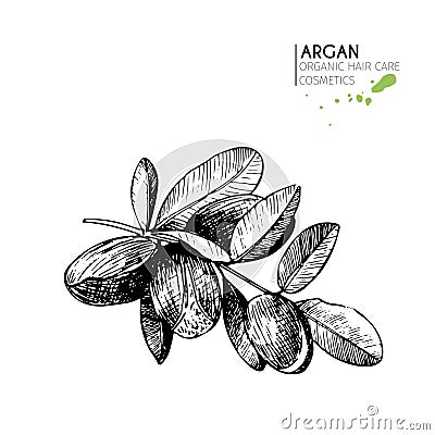 Vector set of hair care ingredients. Organic hand drawn elements. Argan nuts branch. Vector Illustration