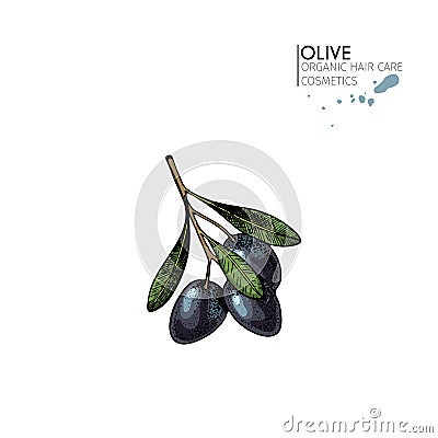Vector set of hair care ingredients. Organic hand drawn elements. Farm market vegetables. Colored black olive branch. Vector Illustration