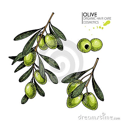 Vector set of hair care ingredients. Organic hand drawn elements. Farm market vegetables. Colored green olive branches. Vector Illustration