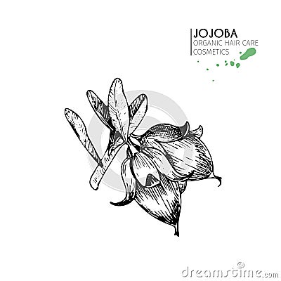 Vector set of hair care ingredients. Organic hand drawn elements. Jojoba branch of nuts. Vector Illustration