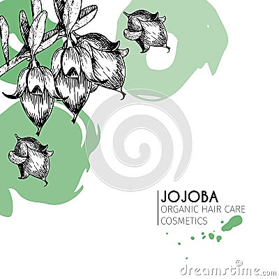 Vector set of hair care ingredients. Organic hand drawn elements. Jojoba branch. Vector Illustration