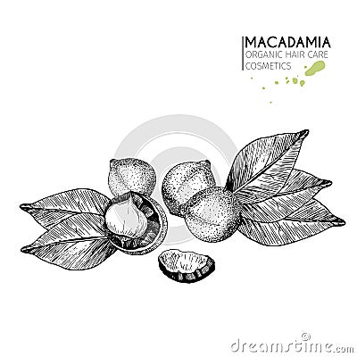 Vector set of hair care ingredients. Organic hand drawn elements. Macadamia nuts and leaves. Vector Illustration