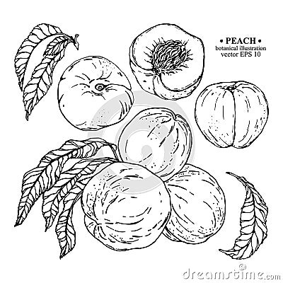 Vector set of hand darwn peach elements. Three peaches on a branch with leaves, whole peaches, leaf, sliced peach with stone Vector Illustration