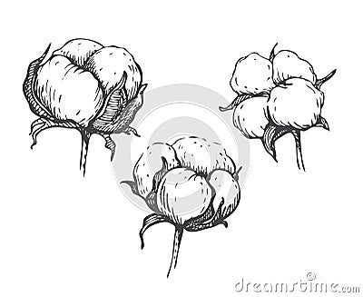 Vector set of hand draw ink cotton plant. Vector Illustration