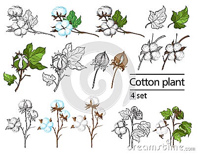 Vector set of hand draw ink cotton plant Vector Illustration