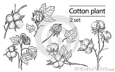 Vector set of hand draw ink cotton plant Vector Illustration